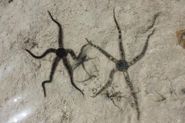 Ofiuras: qué son, características y especies - Dónde viven las ofiuras