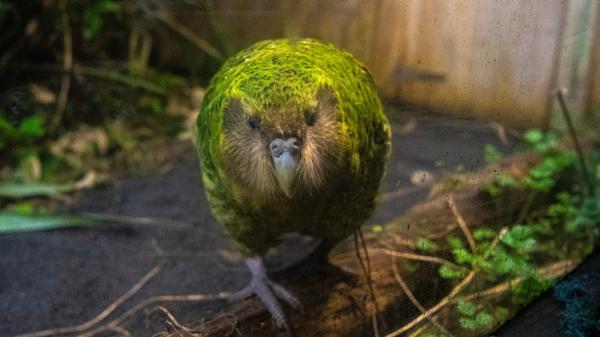 Nueva Zelanda prepara una operación masiva en tres islas para eliminar especies invasoras y recuperar al kākāpō - El kākāpō podría encontrar aquí uno de sus mayores refugios