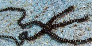 Ofiuras: qué son, características y especies