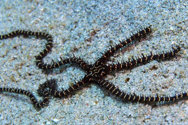 Ofiuras: qué son, características y especies