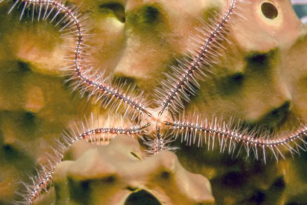 Ofiuras: qué son, características y especies - Partes de las ofiuras