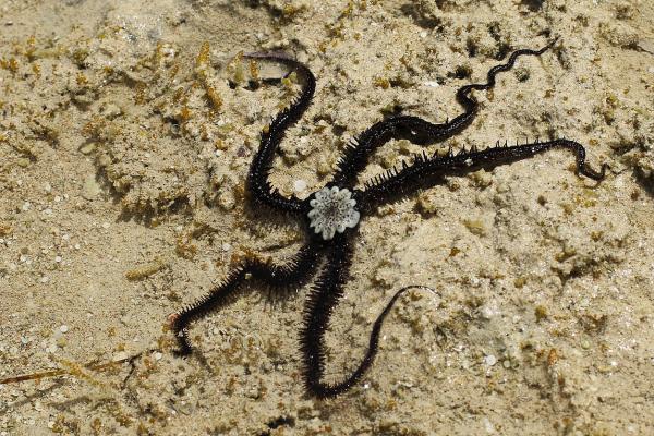 Ofiuras: qué son, características y especies - Qué son las ofiuras 