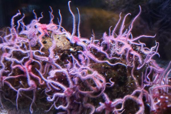 Ofiuras: qué son, características y especies - Reproducción de las ofiuras 