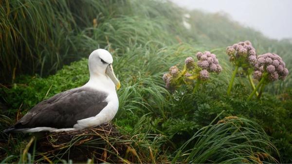 Nueva Zelanda prepara una operación masiva en tres islas para eliminar especies invasoras y recuperar al kākāpō - Tres islas y un objetivo enorme: acabar con las especies invasoras