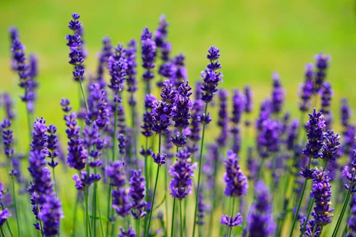 12 tipos de lavanda