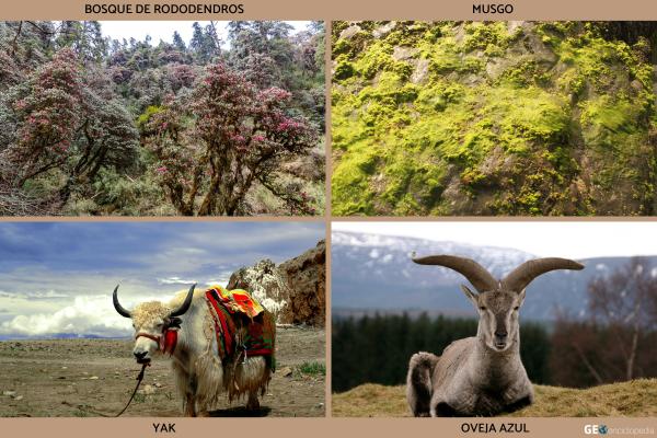 Lhotse - Flora y fauna del Lhotse