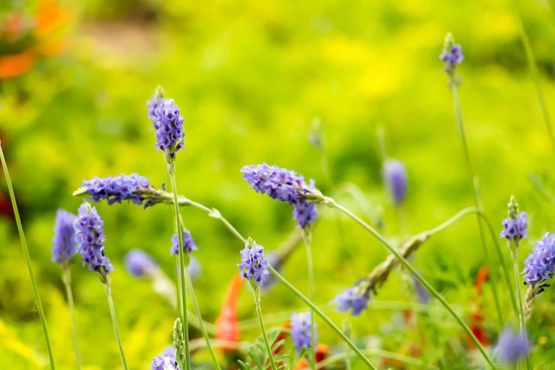 12 Tipos De LAVANDA - Nombres Y Fotos