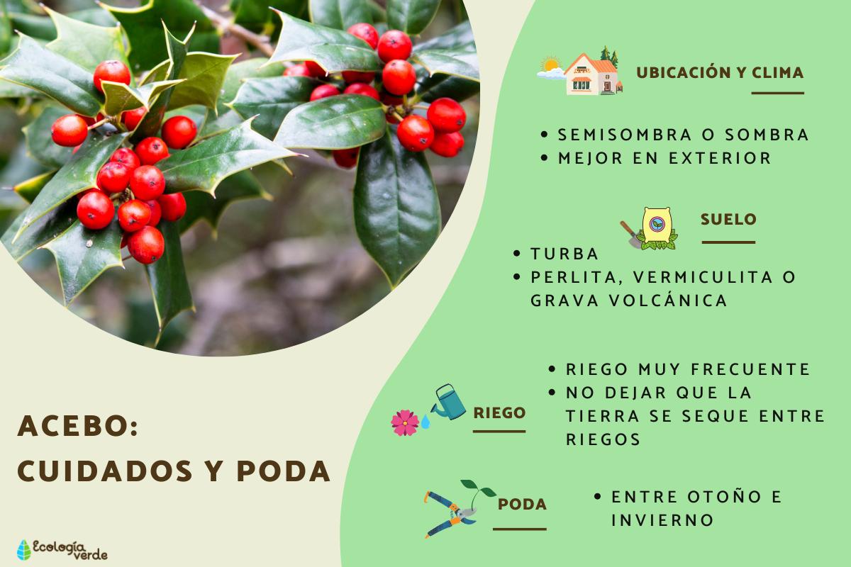 Acebo: cuidados y poda