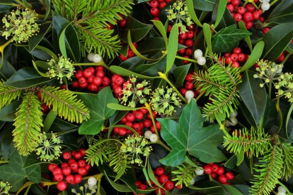 Cuidados del acebo - Cómo decorar con acebo en Navidad