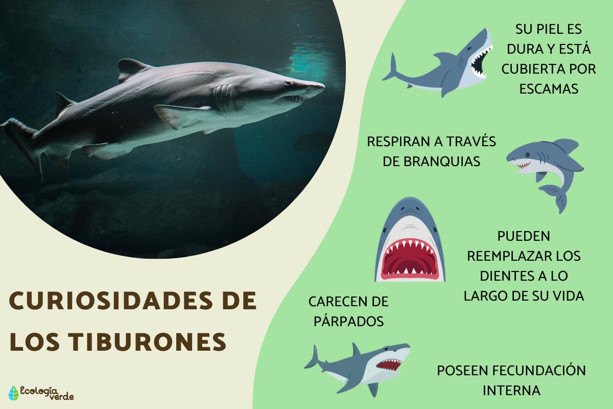 Curiosidades de los tiburones