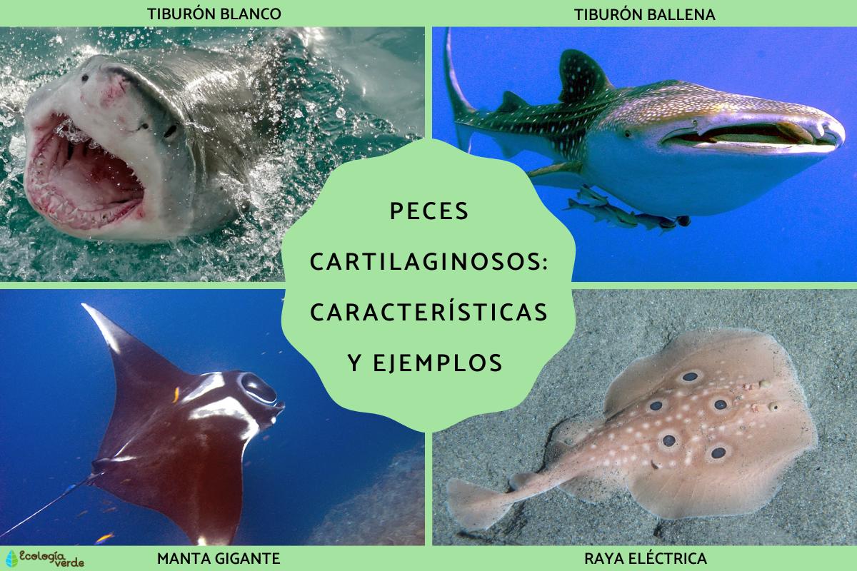 Peces cartilaginosos: características y ejemplos