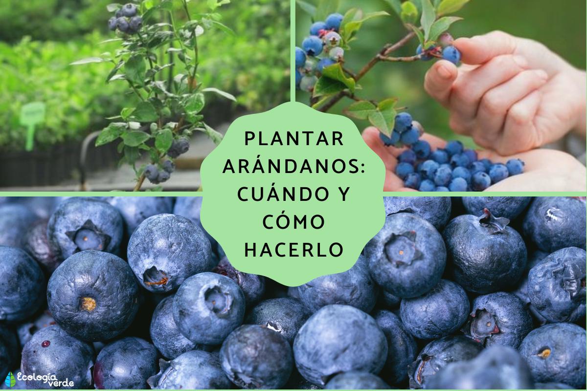 Plantar arándanos: cuándo y cómo hacerlo