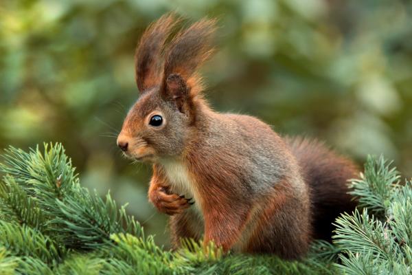 Curiosidades de las ardillas - Algunas ardillas simulan enterrar comida para despistar