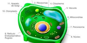 Anatomía de las Plantas
