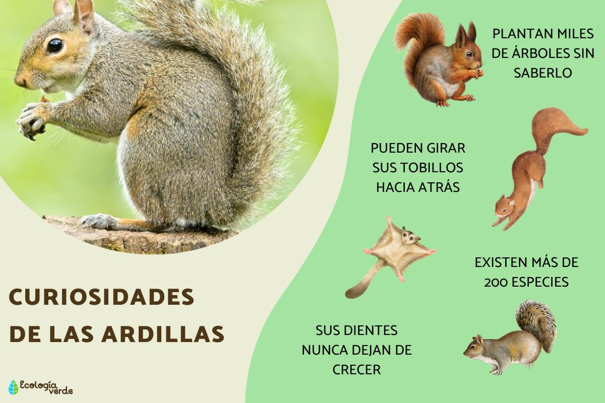Curiosidades de las ardillas