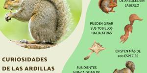 Curiosidades de las ardillas