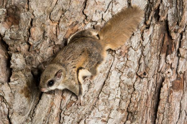 Curiosidades de las ardillas - Existen más de 200 especies diferentes de ardillas