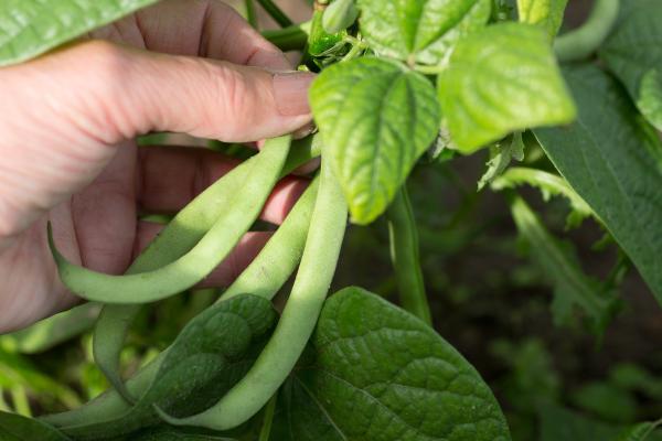 Qué plantar en verano - Judías verdes