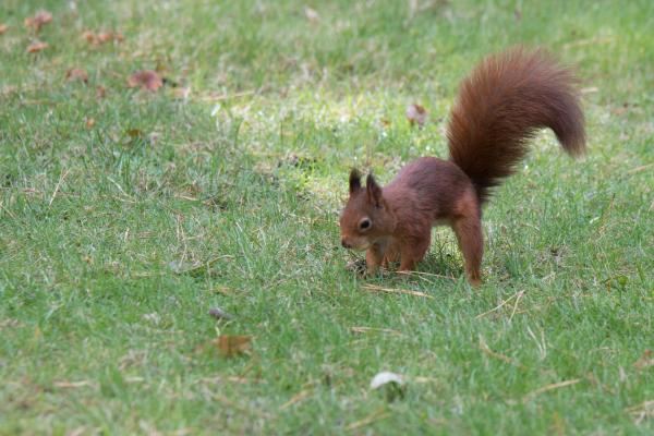 Curiosidades de las ardillas - Las ardillas plantan miles de árboles sin saberlo