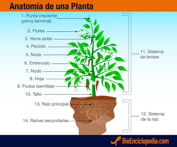 Anatomía de las Plantas - Órganos vegetales