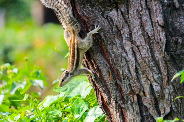 Curiosidades de las ardillas - Pueden girar sus tobillos hacia atrás