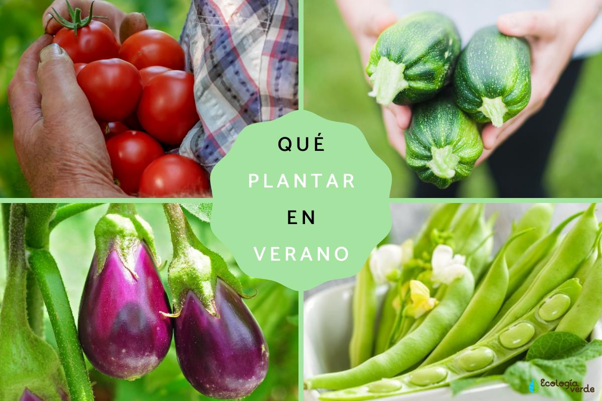 Qué plantar en verano