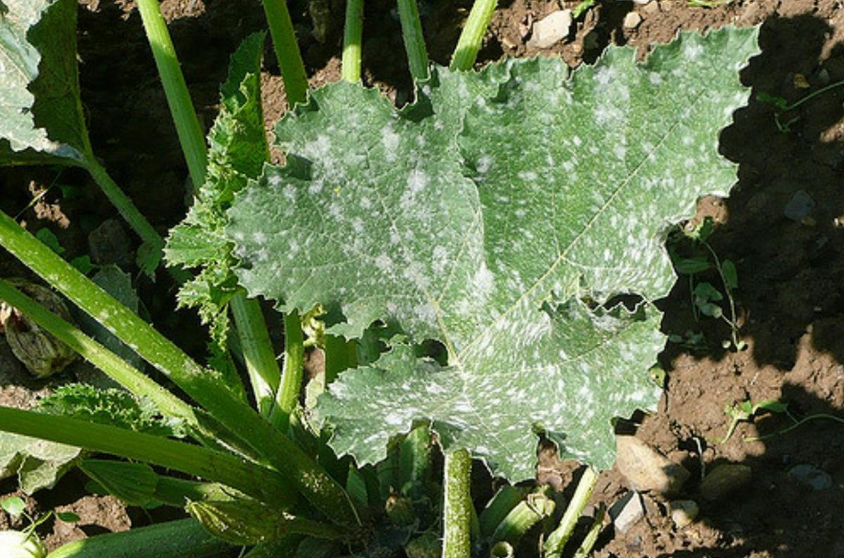 Cómo combatir el oídio con remedios caseros