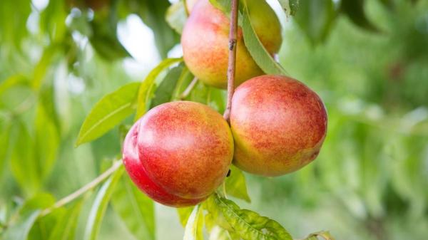 Cultivar esta variedad de nectarina puede acarrear una multa: la Guardia Civil ya ha detenido a un agricultor por este motivo
