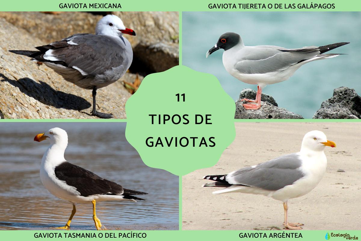 Tipos de gaviotas