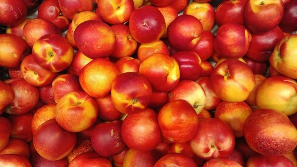 Cultivar esta variedad de nectarina puede acarrear una multa: la Guardia Civil ya ha detenido a un agricultor por este motivo - Una nectarina con derechos de propiedad