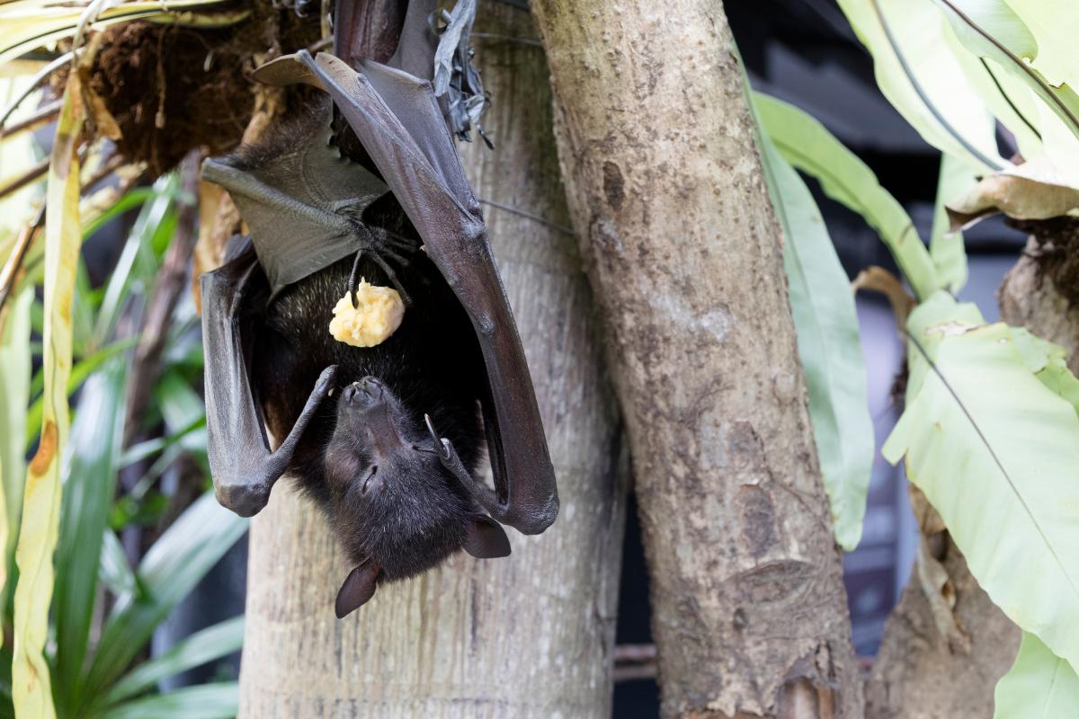Qué comen los murciélagos