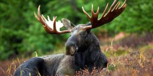 Seres vivos: qué son, componentes y funciones