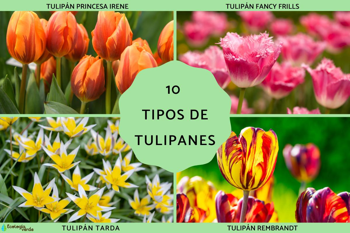 Tipos de tulipanes