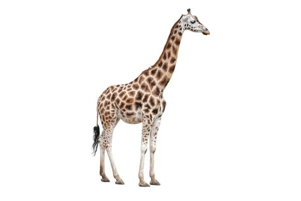 Jirafa - Características de la jirafa