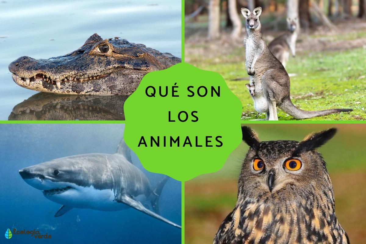 Qué son los animales