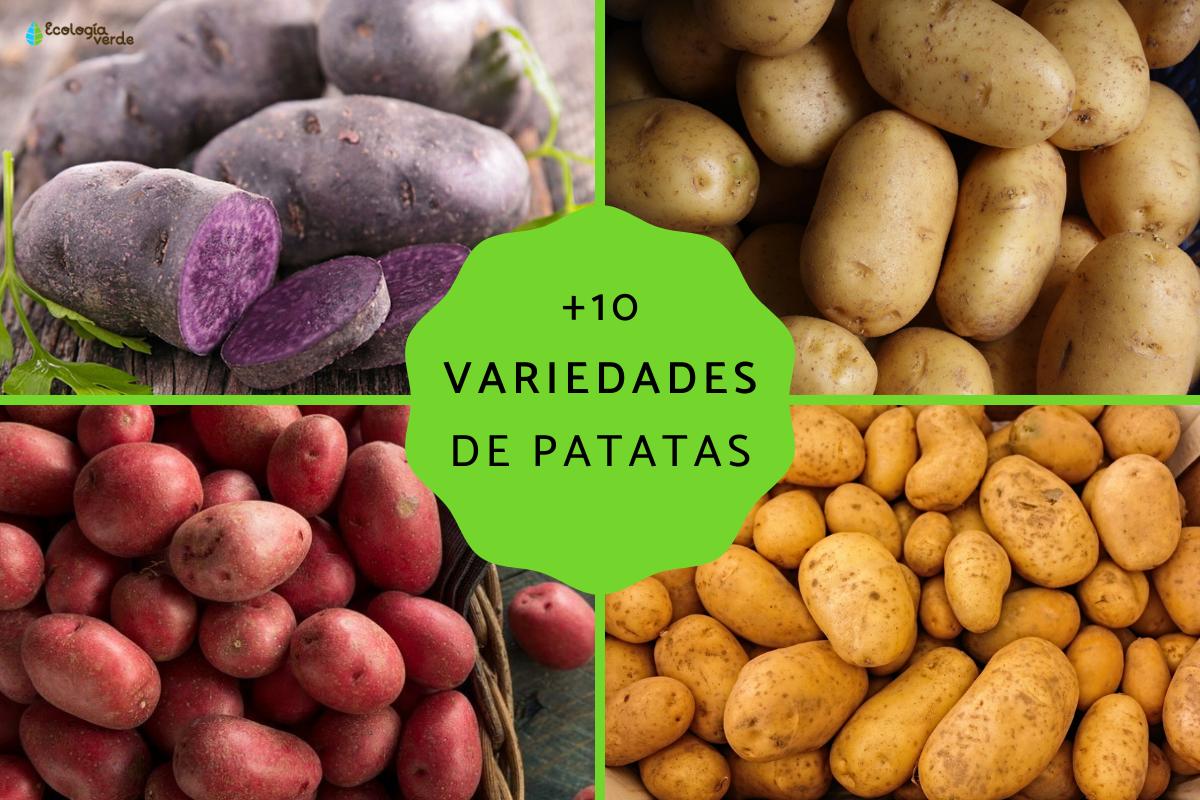 Tipos de patatas