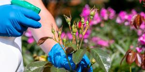 Antes de podar tus plantas con cochinilla, usa jabón potásico para eliminarlas