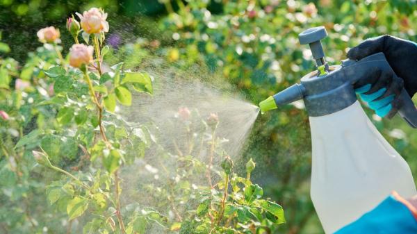 Antes de podar tus plantas con cochinilla, usa jabón potásico para eliminarlas - Cómo preparar el jabón potásico para acabar con la cochinilla