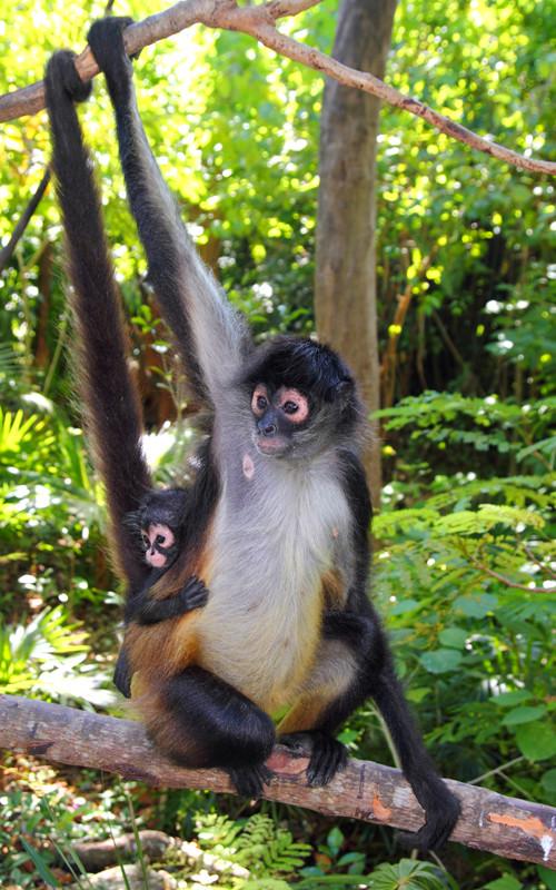 Mono Araña - Distribución y hábitat del mono araña