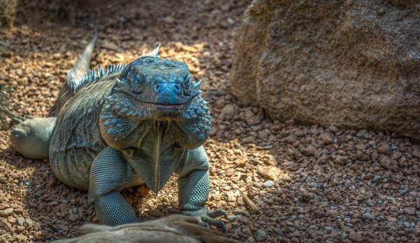 Iguana azul - Características de la iguana azul