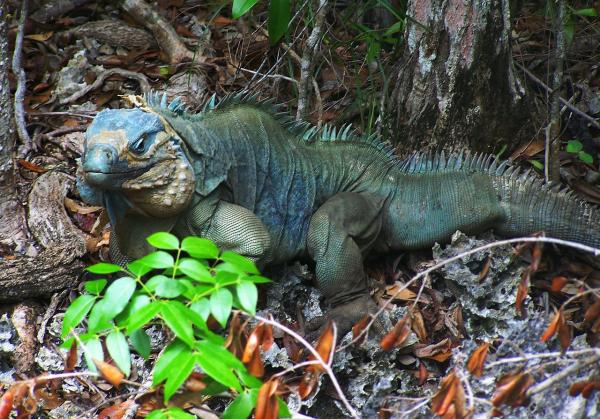 Iguana azul - Dónde vive la iguana azul