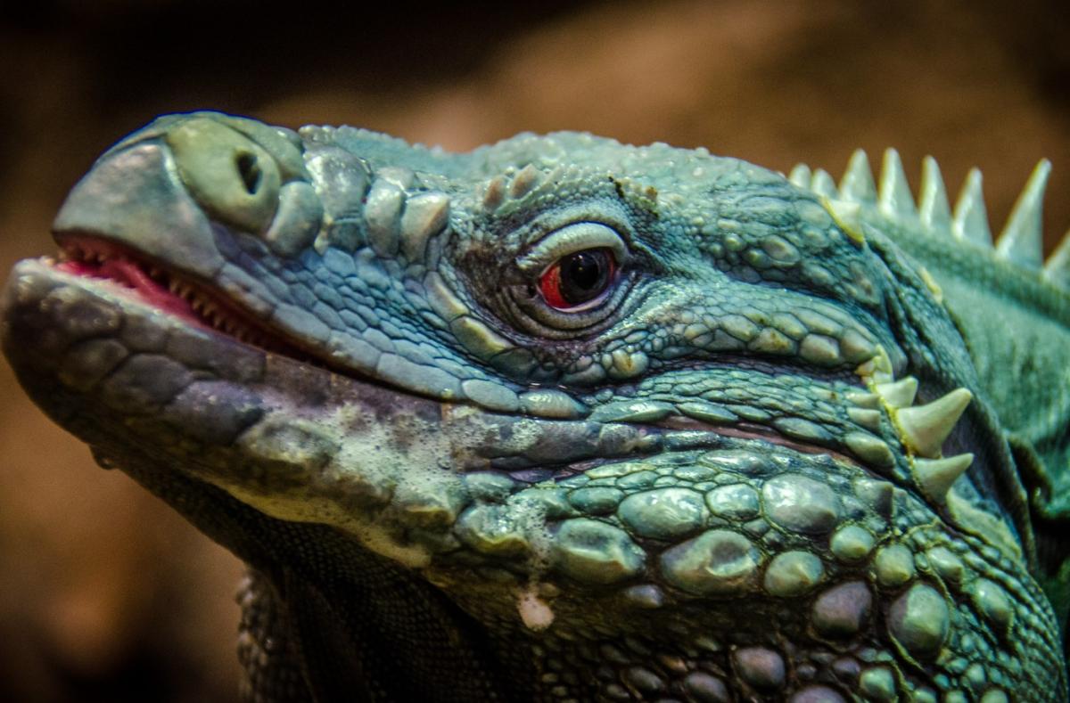 Iguana azul