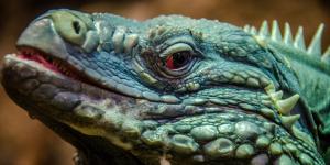 Iguana azul