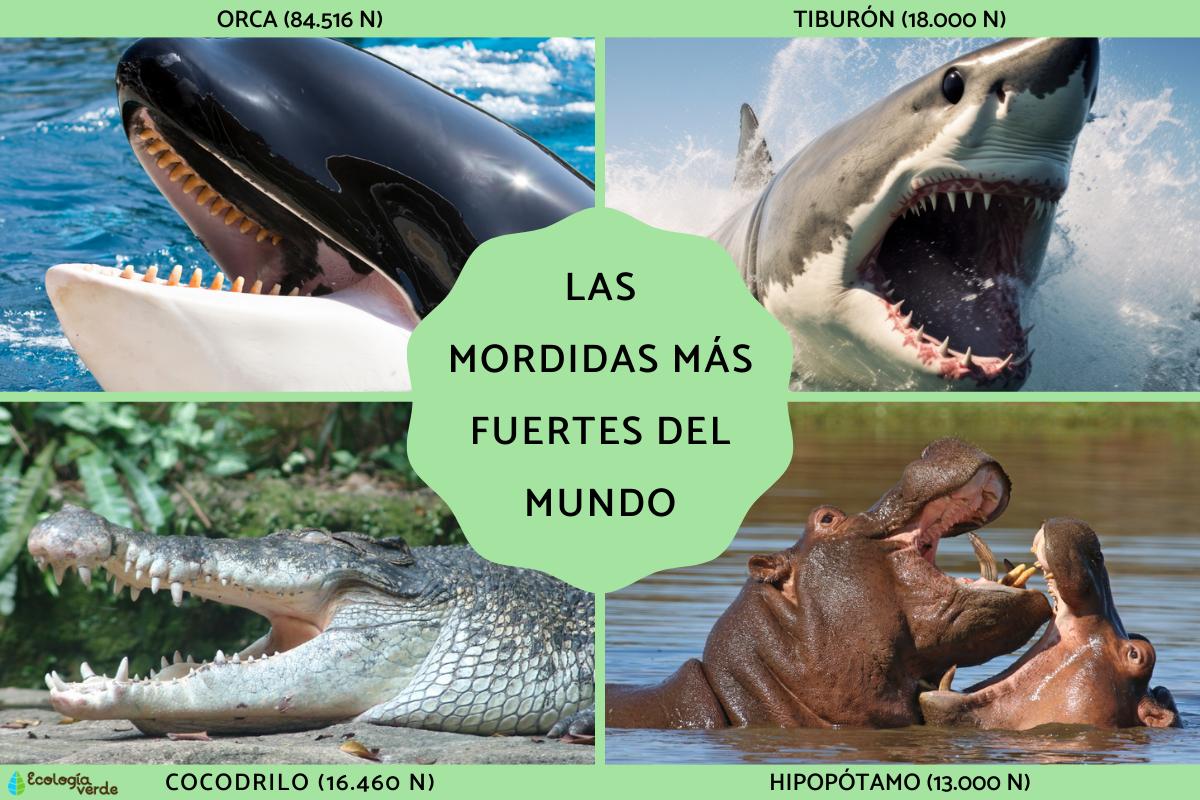 Las mordidas más fuertes del mundo