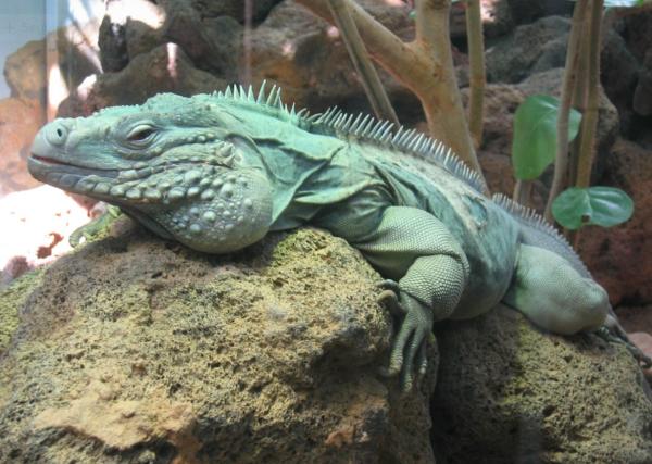 Iguana azul - Reproducción de la iguana azul