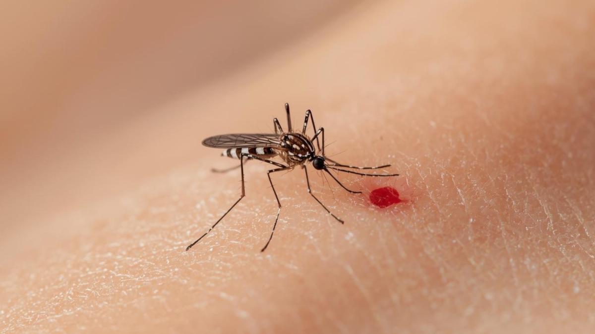Rubén Bueno, biólogo: “Los mosquitos no eligen a las personas por la sangre, sino por los compuestos químicos que desprenden”