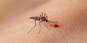 Rubén Bueno, biólogo: “Los mosquitos no eligen a las personas por la sangre, sino por los compuestos químicos que desprenden”