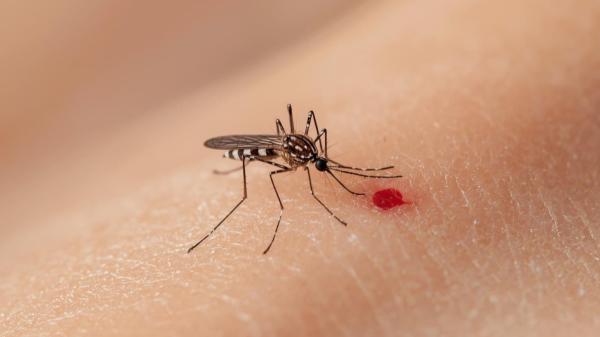 Rubén Bueno, biólogo: “Los mosquitos no eligen a las personas por la sangre, sino por los compuestos químicos que desprenden”