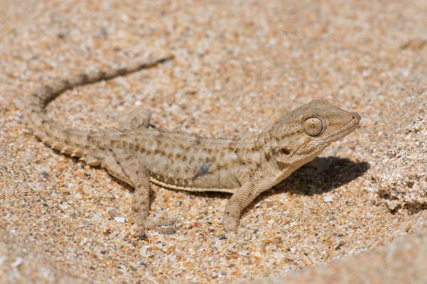 Salamanquesa común o Tarentola mauritanica - Alimentación de la salamanquesa común