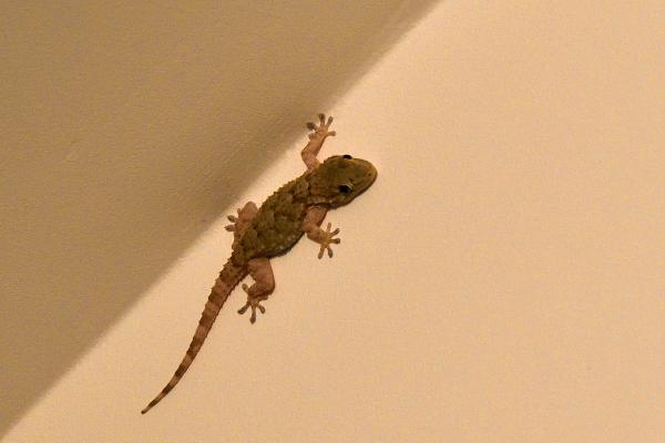 Salamanquesa común o Tarentola mauritanica - Amenazas y conservación de la salamanquesa común